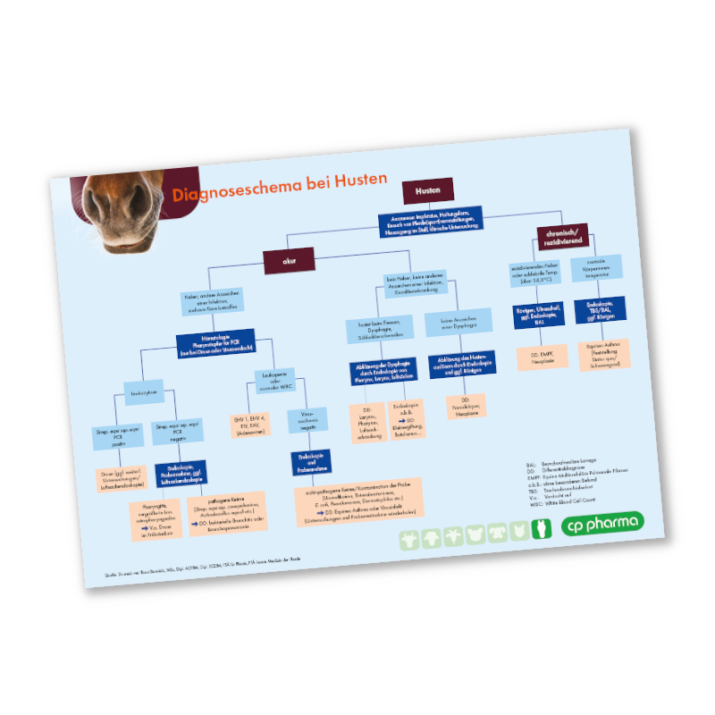 Atemwege - Diagnoseschema Husten (Pferd)